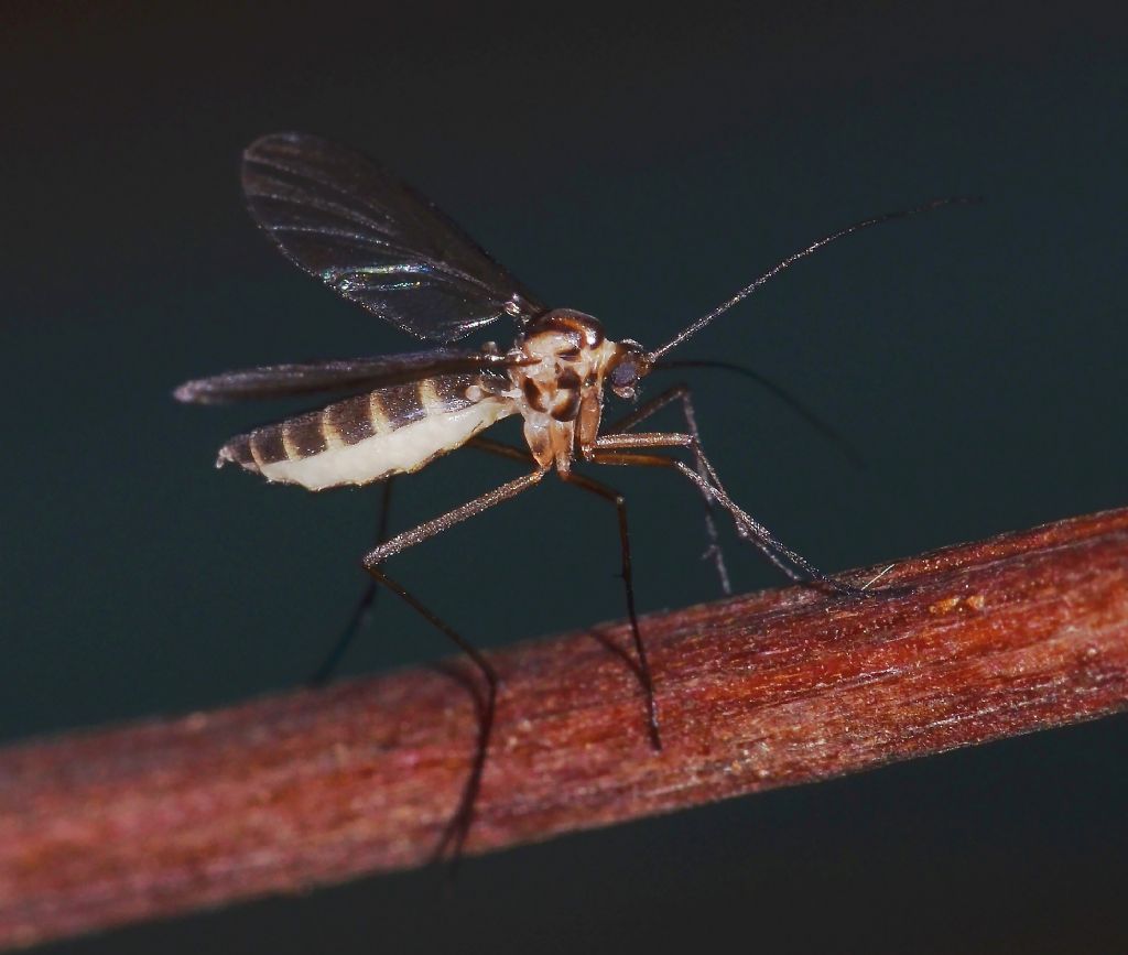 Dittero da identificare:  Cecidomyiidae?  Pi prob. Keroplatidae Macrocerinae